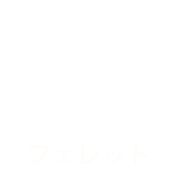 フェレット